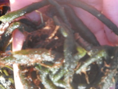 Sponge seaweed (Codium fragile)