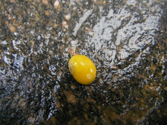 Buttstrandsnegl (Littorina obtusata)