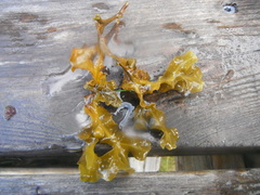 Kaurtang (Fucus spiralis)