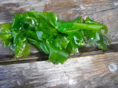Sea lettuce (Ulva lactuca)
