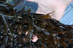 Sagtang (Fucus serratus)