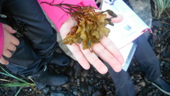 Kaurtang (Fucus spiralis)