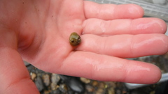 Glattkjeglesnegl (Gibbula cineraria)