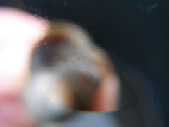 Eremittkreps (Paguridae)