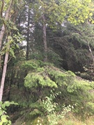 Douglas Fir (Pseudotsuga menziesii)