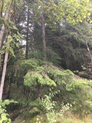 Douglasgran (Pseudotsuga menziesii)