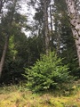 Edelgran (Abies alba)