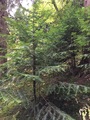 Kjempeedelgran (Abies grandis)