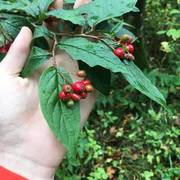 Bulkemispel (Cotoneaster bullatus)