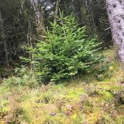 Edelgran (Abies alba)