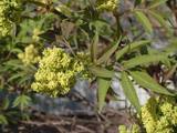 Rødhyll (Sambucus racemosa)