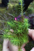 Moser (Bryophytes)