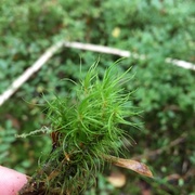 Moser (Bryophytes)