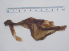 Sea lettuce (Ulva lactuca)