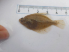 Dab (Limanda limanda)