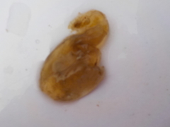 Sea cucumbers (Holothuroidea)