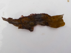 Sagtang (Fucus serratus)