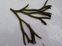 Sponge seaweed (Codium fragile)
