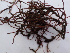 Coral weed (Corallina officinalis)