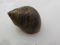 Strandsnegler (Littorina)