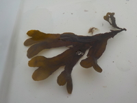 Blæretang (Fucus vesiculosus)