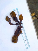 Dulse (Palmaria palmata)