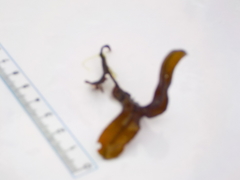 Dulse (Palmaria palmata)