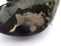 Bryozoans (Bryozoa)