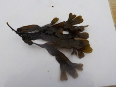 Sagtang (Fucus serratus)