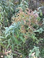 Kanadagullris (Solidago canadensis)