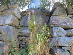 Geitrams (Epilobium angustifolium)