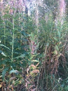 Geitrams (Epilobium angustifolium)