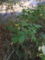 Bringebær (Rubus idaeus)