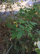 Bringebær (Rubus idaeus)