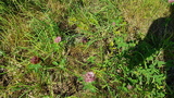 Rødkløver (Trifolium pratense)