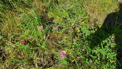 Rødkløver (Trifolium pratense)