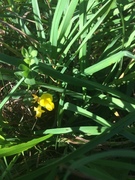 Tiriltunge (Lotus corniculatus)