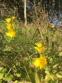 Hestehov (Tussilago farfara)