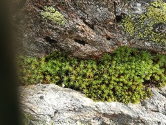 Moser (Bryophytes)