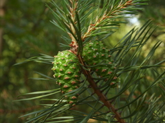 Furu (Pinus sylvestris)