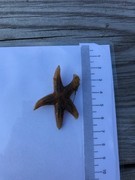 Vanlig korstroll (Asterias rubens)