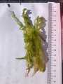Tarmgrønske (Ulva intestinalis)