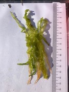Sea grass (Ulva intestinalis)