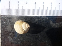 Strandsnegler (Littorina)