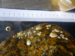 barnacle (Semibalanus balanoides)