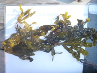 Blæretang (Fucus vesiculosus)