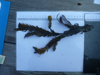 Sagtang (Fucus serratus)