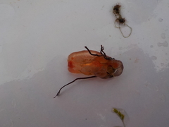 Sekkdyr (Ascidiacea)