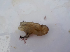 Sea cucumbers (Holothuroidea)