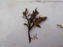 Coral weed (Corallina officinalis)